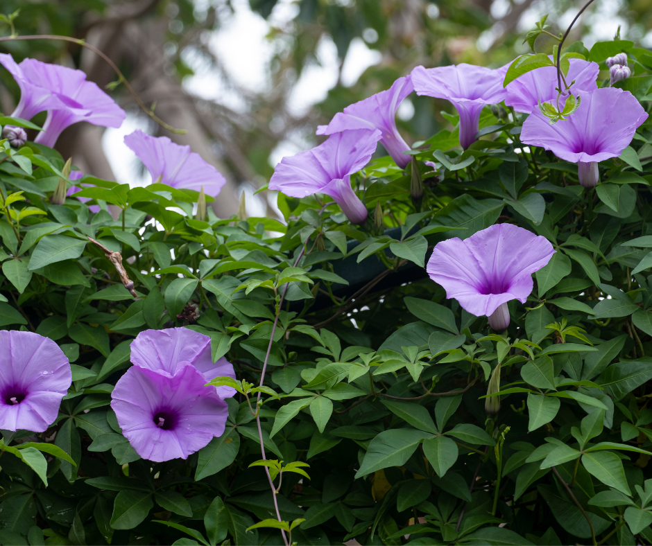 Read more about the article Bathing in Nature: The Beauty and Power of Herbal Bath Soaks 